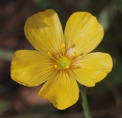 Linum berlandieri