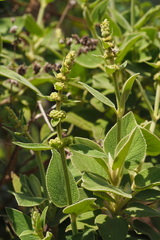 Sideritis canariensis