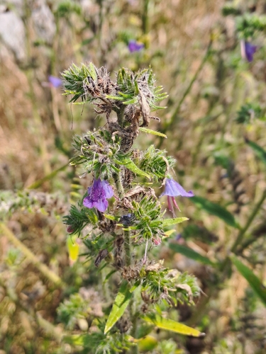 viper's-bugloss