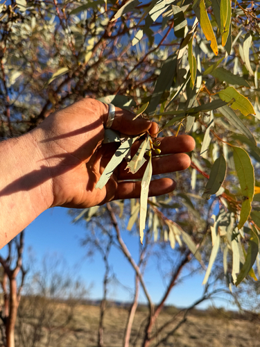 Eucalyptus trivalva, photograph 4