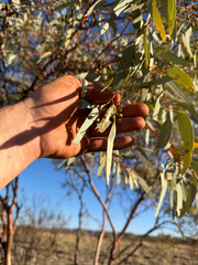 Eucalyptus trivalva, photograph (c) Tyler Anthony, some rights reserved (CC BY)