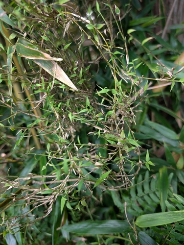 タケ類てんぐ巣病菌