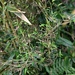 タケ類てんぐ巣病菌