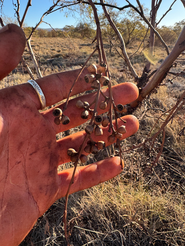 Eucalyptus trivalva, photograph 1