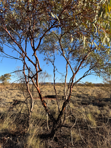 Eucalyptus trivalva, photograph 6