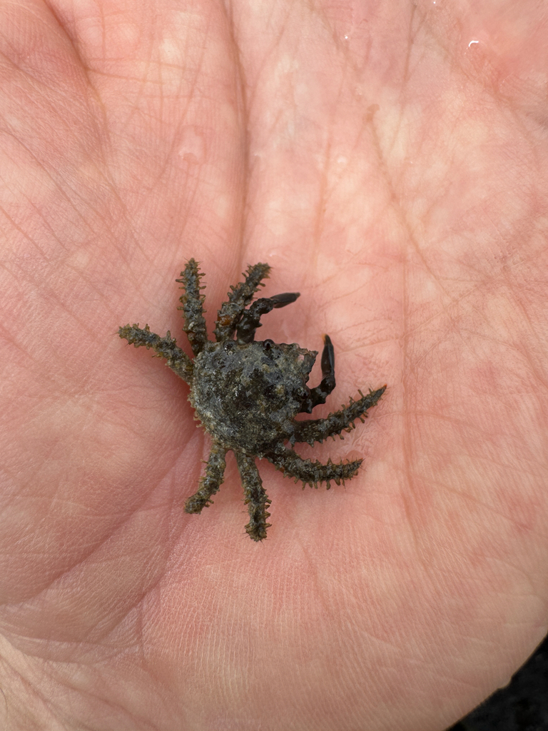 Mithraculus nodosus