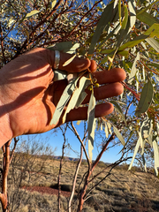 Eucalyptus trivalva, photograph (c) Tyler Anthony, some rights reserved (CC BY)
