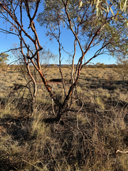 Eucalyptus trivalva, photograph (c) Tyler Anthony, some rights reserved (CC BY)