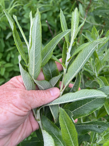 Salix candida, photograph 5