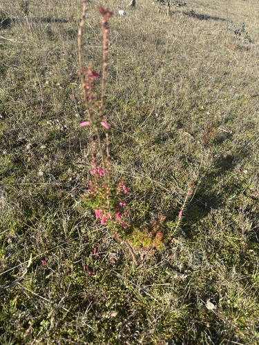 Common Heath