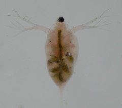 Daphnia