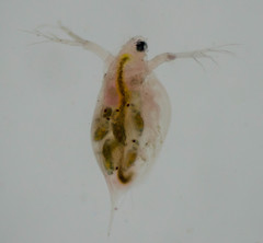 Daphnia