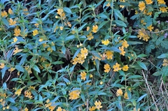 Diplacus longiflorus