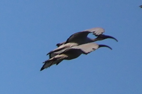 iNaturalist: (c) Gerhard Lemmer, some rights reserved (CC BY-NC), uploaded by Gerhard Lemmer iNaturalist image