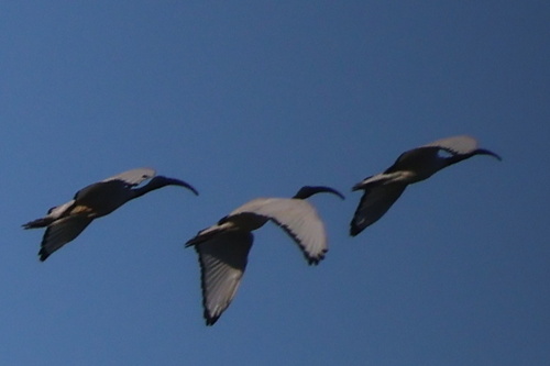 iNaturalist image