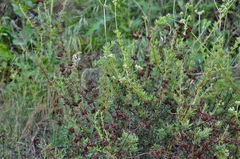 Eriogonum fasciculatum