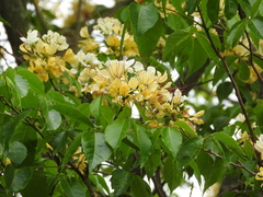 Crateva unilocularis