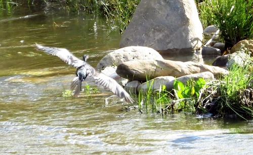 iNaturalist: (c) Marion Maclean, some rights reserved (CC BY-NC), uploaded by Marion Maclean iNaturalist image