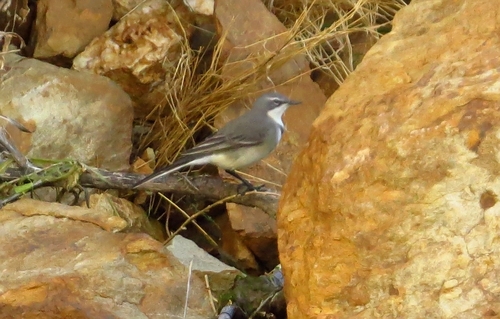 iNaturalist: (c) Marion Maclean, some rights reserved (CC BY-NC), uploaded by Marion Maclean iNaturalist image