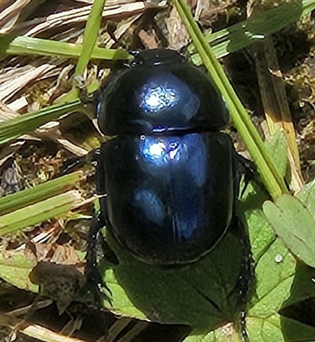 Springtime Dung Beetle