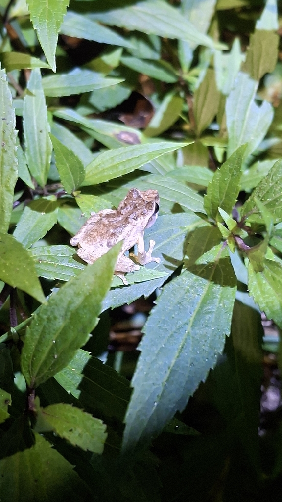 Katak-semak ungaran (Philautus jacobsoni)