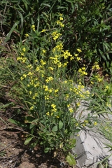 Brassica fruticulosa
