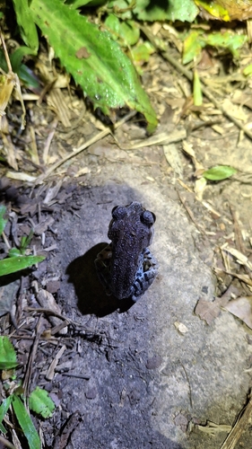 Leptobrachium hasseltii observed 2026-07-19