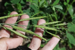 Brassica fruticulosa