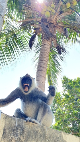 Sri Lankan Grey Langur