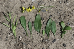 Brassica fruticulosa