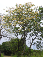 Crateva unilocularis