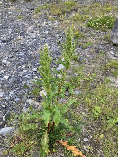 Rumex longifolius, photograph 6