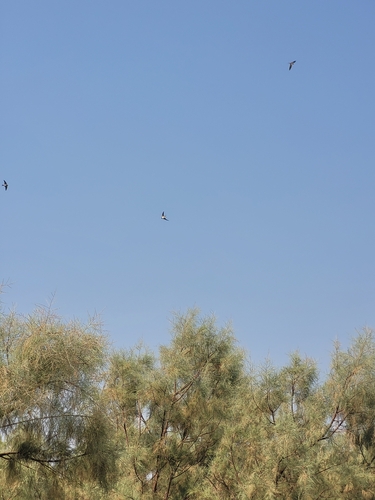 Western House Martin