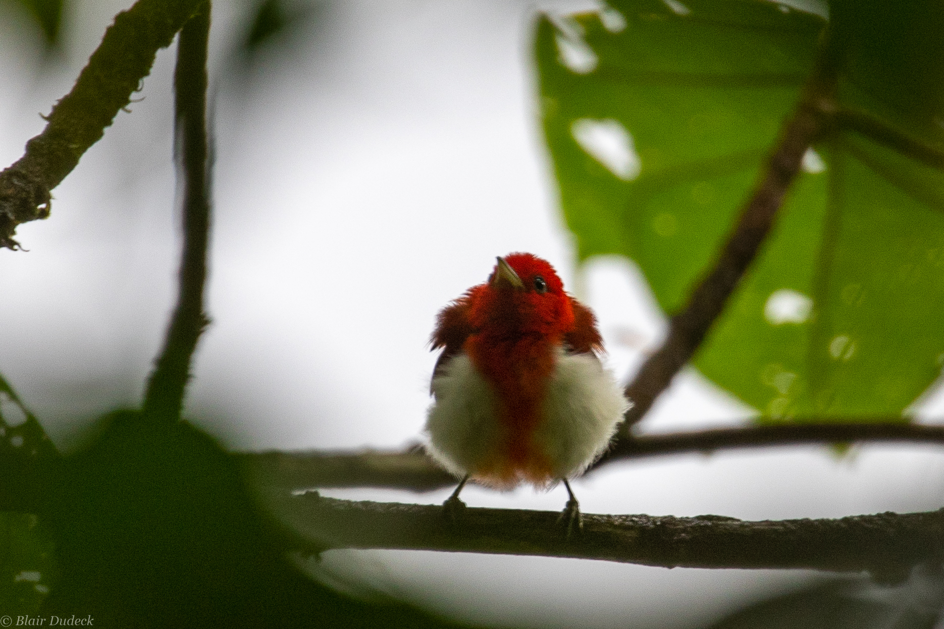 Scarlet-and-white Tanager (Chrysothlypis salmoni), photo 4