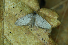 Eupithecia indigata