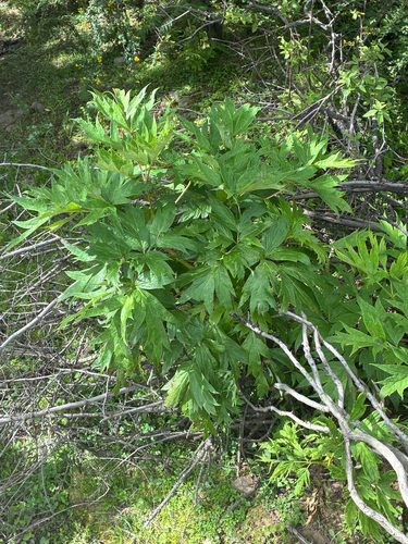 Paeonia ludlowii, photograph 2