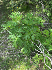 Paeonia ludlowii, photograph renyil, CC0, iNaturalist via GBIF