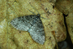Lobophora halterata