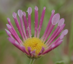 Aphanostephus skirrhobasis