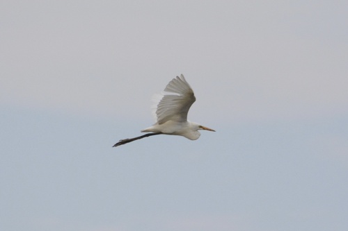 iNaturalist image