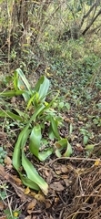 Crinum macowanii