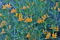 Diplacus longiflorus