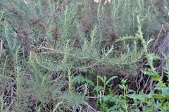 Artemisia californica