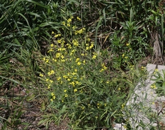Brassica fruticulosa