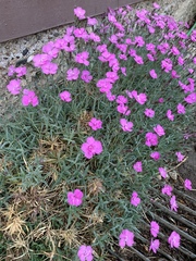 Dianthus gratianopolitanus