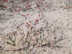 Frankenia pulverulenta