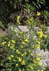 Brassica fruticulosa