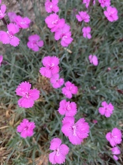 Dianthus gratianopolitanus