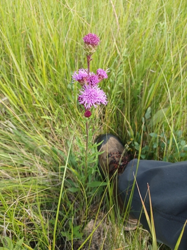 Rocky Mountain blazing star