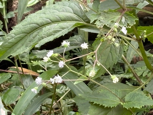 Adenostemma lavenia, photograph 4